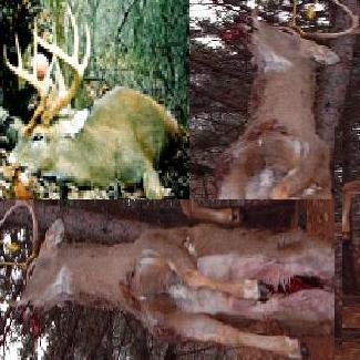 deer meat  - Meat of raine deer and other deer