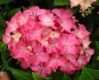 hydrangea - my fav. plant