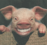pork - Nice PIG