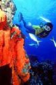 scuba diving - oh i would love to do this