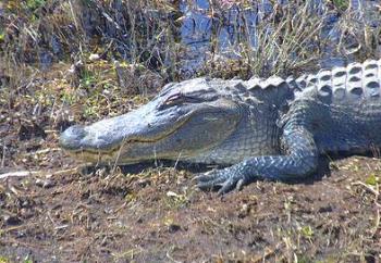 crocodile - Crocodile and lizard are grouped in the reptile family.