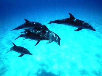 Dolphin - When we rode on a glass walled submarine like boat which submerged in the water, we saw schools of fish, including some dolphins swimming leisurely around.
