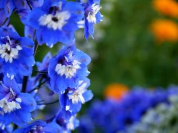 Blue flowers - I like all the flowers but blue are my favorite
