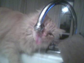 Charlie, Just Some Humor! - Charlie giving the middle claw while drinking from the faucet at the kitchen counter 