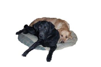 Denny and Robbie sharing a bed - If people behaved like these animals the world would be a better place!