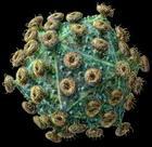 HIV virus  - what do you think the HIV virus look like???