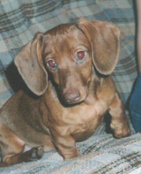 Princess, miniature dachshund - This is Princess, my miniature dachshund.