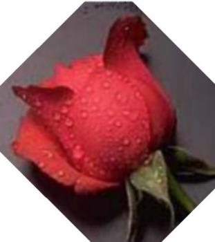 Rose - A beautiful rose.