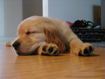 golden retriever puppy - sleeping