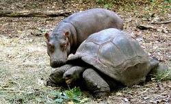 hippo_tortoise1.jpg - hippo_tortoise1.jpg hippo_tortoise1.jpg - hippo_tortoise1.jpg