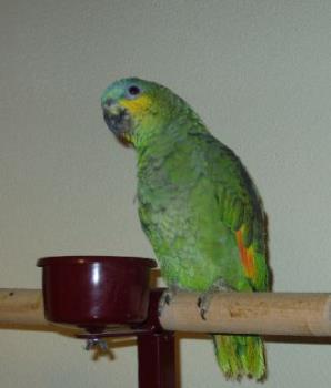 parrot - parrot speek photo