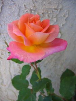 Granada rose - a rose from my garden, last Spring.