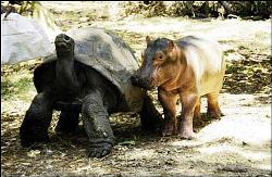 hippo_tortoise2.jpg - hippo_tortoise2.jpg hippo_tortoise2.jpg - hippo_tortoise2.jpg