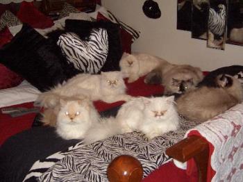 Some of My Cats - My cats on my bed. Cute!!!!!