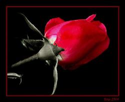 Red Rose - Red Rose