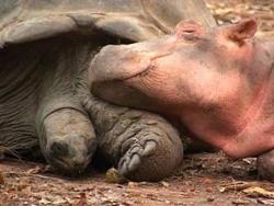 hippo_tortoise4 - hippo_tortoise4
