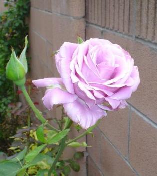 Purple rose - Here&#039;s a flower from my garden to cheer you up.