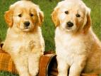 puppy - 2 puppies