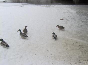 Duck Dinner Time... - It looks like someone has been feeding the ducks today.