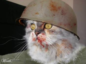 Bloody cat - bloody war cat