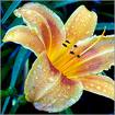 Lilly - The flower you like