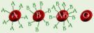 Blood Groups - Blood groups of people