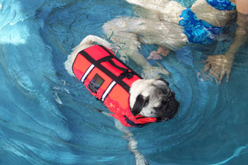 Swimming dog!!! - A dog learn swimming....isn&#039;t it cute?