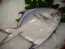 my favourite fish - fish