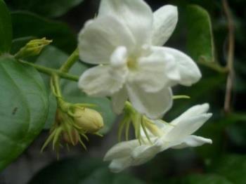 Sampaguita - a cultivated sampaguita is made into leis, corsages, perfumes and many people buy it to decorate their figurines of their favorite saints usually St. Mary