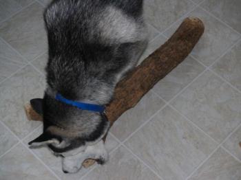Masha&#039;s Log - My dog playing with her log...