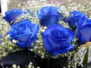 Blue roses - Beautiful blue roses.