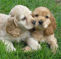 Cocker spaniel - Two cockers ....so cute dogs.Right?