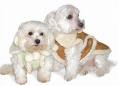 Doggie fur coat - Doggie fur coat Doggie fur coat - Doggie fur coat
