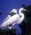 egret - egret with drk blue back ground