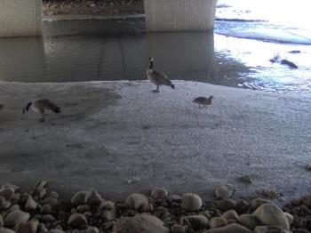 ducks and geese... - Feeding time together along the river....