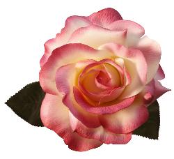 Rose - rose 