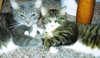 Moses & Leo - My beautiful cats Moses and Leo.