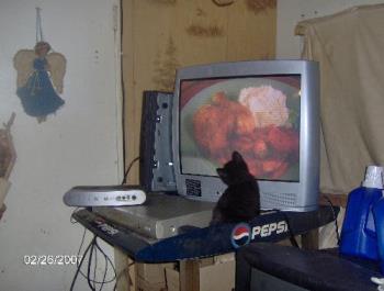 My kitten Chuck - My little kitten watching tv.