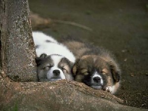 Dogs - Two sleeping dogs.