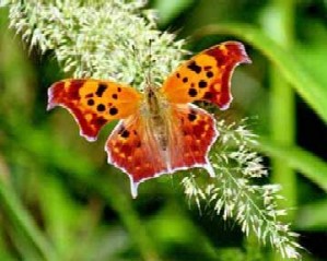 Butterfly - Red butterfly.