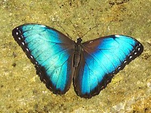 Butterfly - Just a butterfly. Butterfly - Just a butterfly.