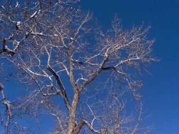 bare tree - Very nice blue sky for a background for this tree...