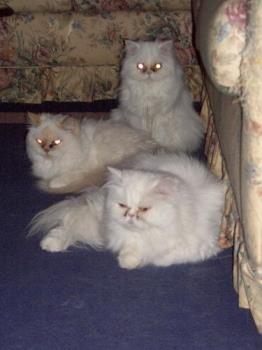 Three of my white ones - White Persian cats.