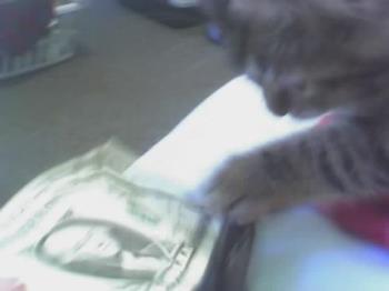 money - Baby Dirt likes to steal money too!