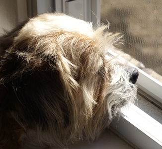 sunny day - dog at the window and the sunny day