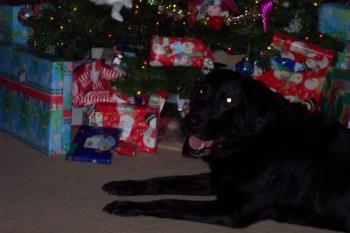 Denny...at Christmas time - This is my old man, he will be 11 in June. He is guarding the Christmas presents