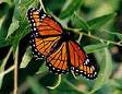 butterfly - butterfly