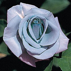 Blue Roses - These are IMO the prettiest of all roses