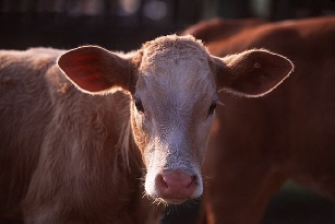 Cow - Cow chewing its cud