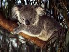 Koala Bear - A picture of a Koala Bear.